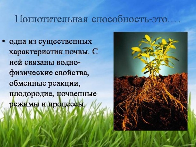 Способность почвы удовлетворять. Поглотительная способность почвы. Биологическая поглотительная способность почвы. Химическая поглотительная способность почвы. Механическая поглотительная способность почвы.
