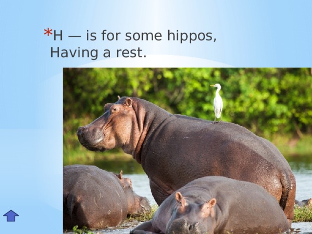 H — is for some hippos,  Having a rest. Hh
