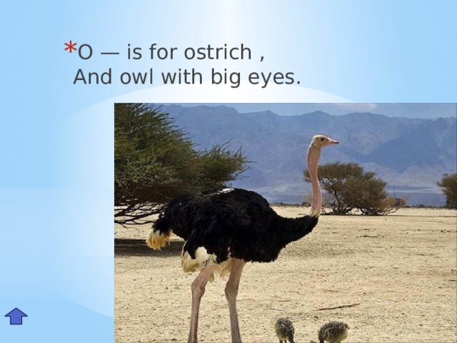 O — is for ostrich ,  And owl with big eyes. Oo