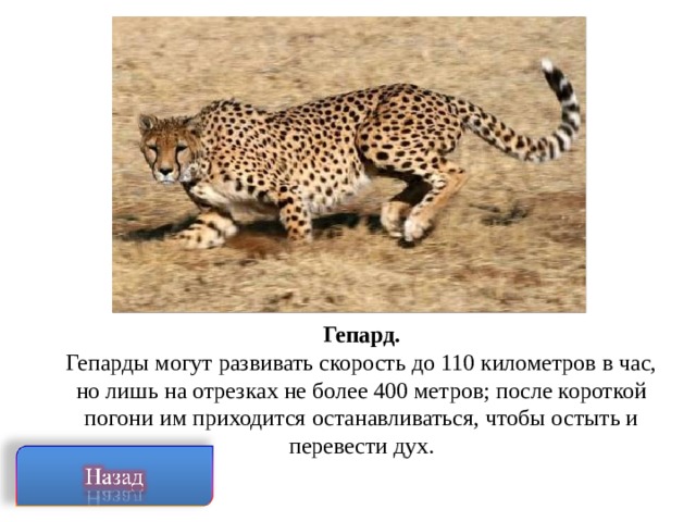 Гепард. Гепарды могут развивать скорость до 110 километров в час, но лишь на отрезках не более 400 метров; после короткой погони им приходится останавливаться, чтобы остыть и перевести дух.