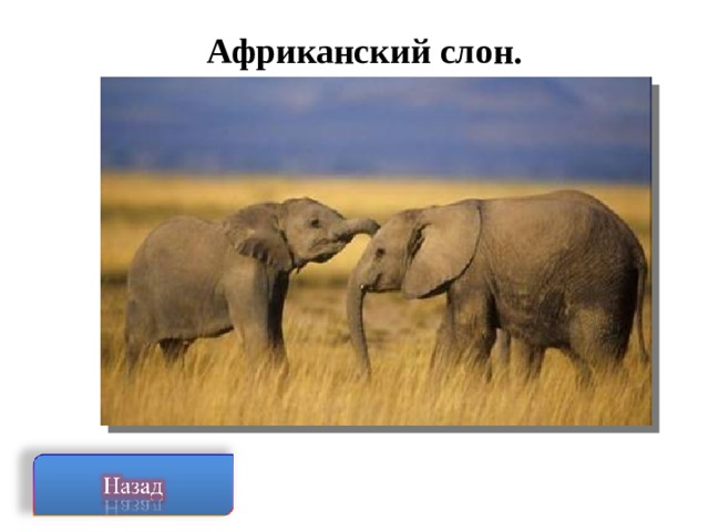 Африканский слон.