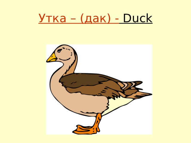 Утка – (дак) - Duck