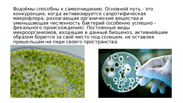 Водоёмы способны к самоочищению. Основной путь - это конкуренция, когда активизируется сапротифическая микрофлора, разлагающая органические вещества и уменьшающая численность бактерий (особенно успешно - фекального происхождения). Постоянные виды микроорганизмов, входящие в данный биоценоз, активнейшим образом борются за своё место под солнцем, не оставляя пришельцам ни пяди своего пространства.