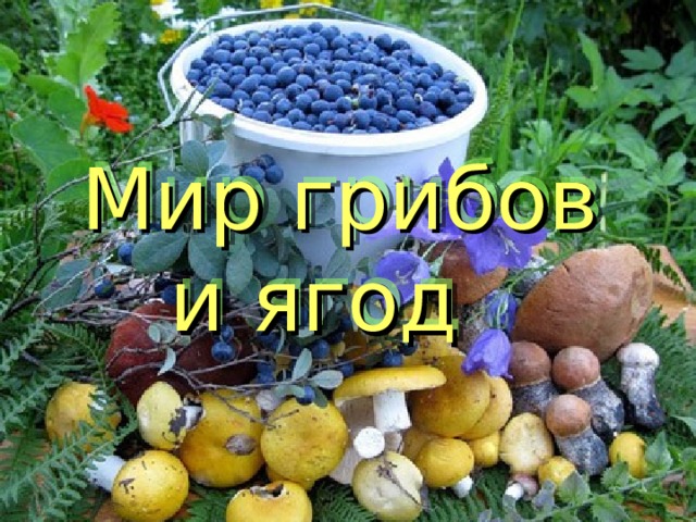 Мир грибов  и ягод