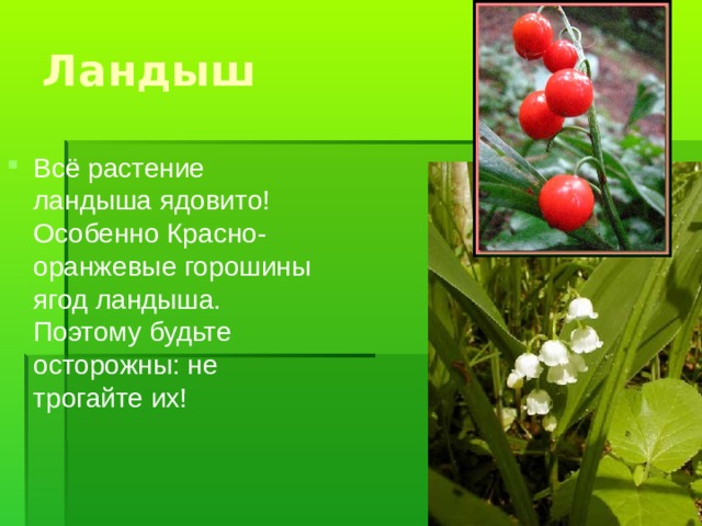 Всё растение ландыша ядовито! Особенно Красно-оранжевые горошины ягод ландыша. Поэтому будьте осторожны: не трогайте их!