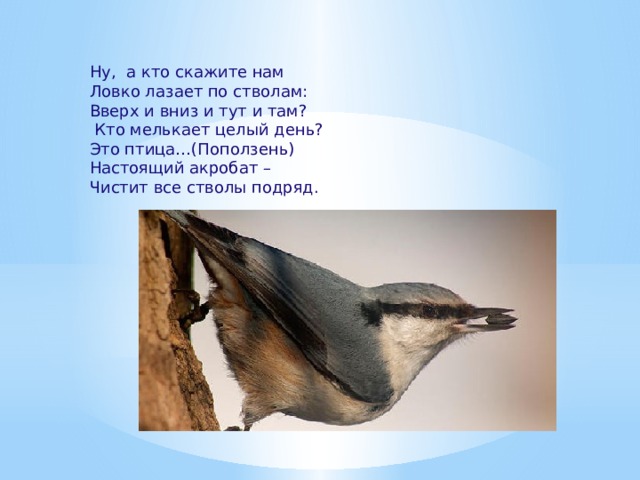 Ну, а кто скажите нам Ловко лазает по стволам: Вверх и вниз и тут и там?  Кто мелькает целый день? Это птица…(Поползень) Настоящий акробат – Чистит все стволы подряд.   