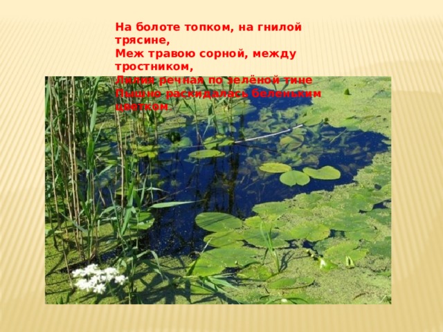 На болоте топком, на гнилой трясине,  Меж травою сорной, между тростником,  Лилия речная по зелёной тине  Пышно раскидалась беленьким цветком .