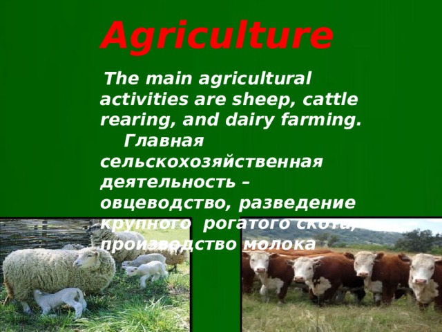 Agriculture  The main agricultural activities are sheep, cattle rearing, and dairy farming.  Главная сельскохозяйственная деятельность – овцеводство, разведение крупного рогатого скота, производство молока  The main agricultural activities are sheep, cattle rearing, and dairy farming.  Главная сельскохозяйственная деятельность – овцеводство, разведение крупного рогатого скота, производство молока.