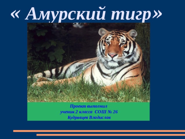 « Амурский тигр »     Проект выполнил  ученик 2 класса СОШ № 26  Кудрявцев Владислав