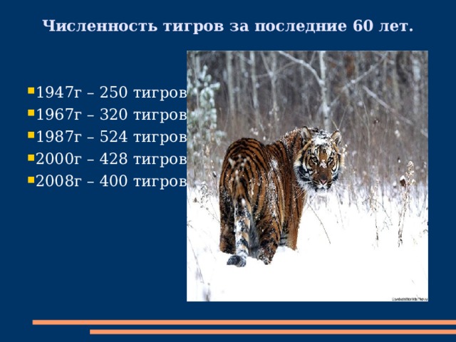 Численность тигров за последние 60 лет.