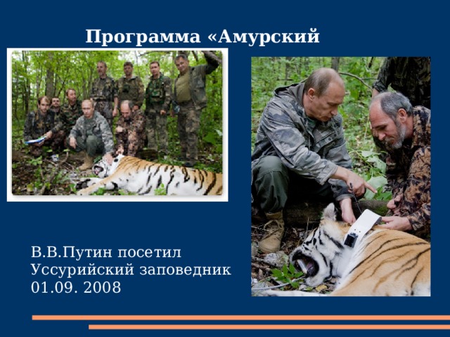 Программа «Амурский тигр» В.В.Путин посетил Уссурийский заповедник 01.09. 2008