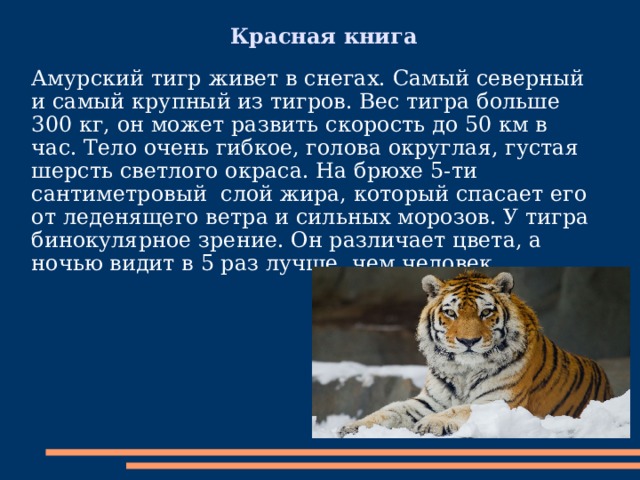 Красная книга Амурский тигр живет в снегах. Самый северный и самый крупный из тигров. Вес тигра больше 300 кг, он может развить скорость до 50 км в час. Тело очень гибкое, голова округлая, густая шерсть светлого окраса. На брюхе 5-ти сантиметровый слой жира, который спасает его от леденящего ветра и сильных морозов. У тигра бинокулярное зрение. Он различает цвета, а ночью видит в 5 раз лучше, чем человек.