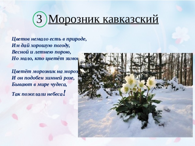 3 Морозник кавказский Цветов немало есть в природе,  Им дай хорошую погоду,  Весной и летнею порою,  Но мало, кто цветёт зимою.   Цветёт морозник на морозе,  И он подобен зимней розе,  Бывают в мире чудеса,  Так пожелали небеса !