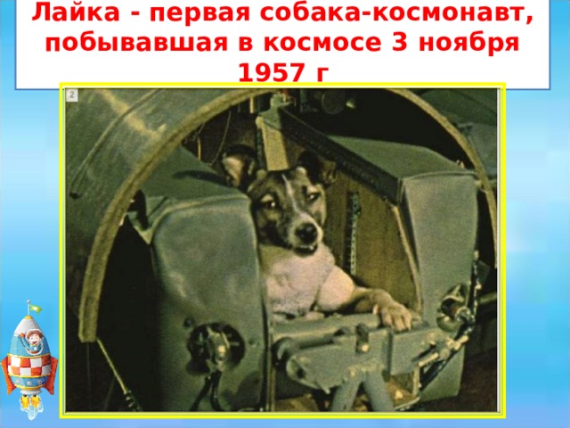 Лайка - первая собака-космонавт, побывавшая в космосе 3 ноября 1957 г