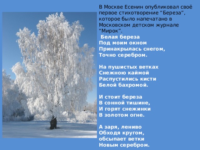 В Москве Есенин опубликовал своё первое стихотворение “Береза”, которое было напечатано в Московском детском журнале “Мирок”.  Белая береза  Под моим окном  Принакрылась снегом,  Точно серебром.   На пушистых ветках  Снежною каймой  Распустились кисти  Белой бахромой.   И стоит береза  В сонной тишине,  И горят снежинки  В золотом огне.   А заря, лениво  Обходя кругом,  обсыпает ветки  Новым серебром.