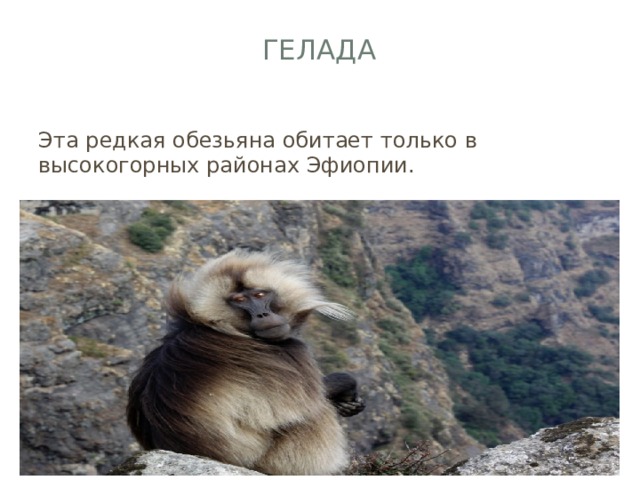 Гелада   Эта редкая обезьяна обитает только в высокогорных районах Эфиопии.