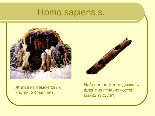 H omo  sapiens  s. Найдено не менее дюжины флейт из птичьих костей (28-22 тыс. лет) Жилье из мамонтовых костей, 23 тыс. лет