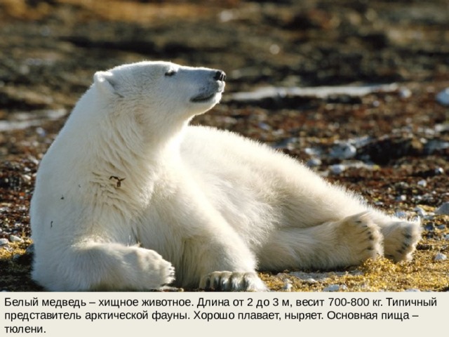 Белый медведь – хищное животное. Длина от 2 до 3 м, весит 700-800 кг. Типичный представитель арктической фауны. Хорошо плавает, ныряет. Основная пища – тюлени.