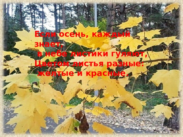 Если осень, каждый знает,  в небе листики гуляют, Цветом листья разные:  желтые и красные.