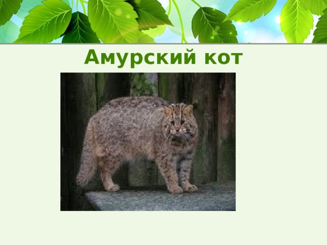 Амурский кот