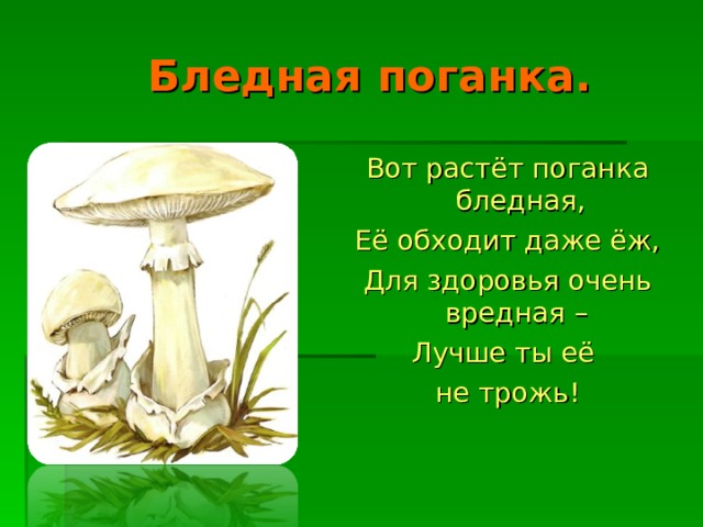 Бледная поганка. Вот растёт поганка бледная, Её обходит даже ёж, Для здоровья очень вредная – Лучше ты её не трожь!