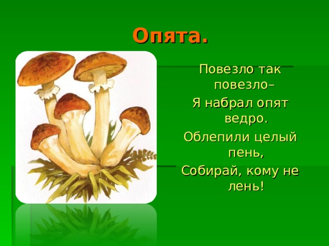 Опята. Повезло так повезло– Я набрал опят ведро. Облепили целый пень, Собирай, кому не лень!