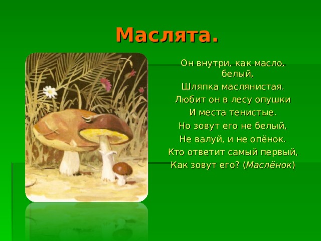 Маслята. Он внутри, как масло, белый, Шляпка маслянистая. Любит он в лесу опушки И места тенистые. Но зовут его не белый, Не валуй, и не опёнок. Кто ответит самый первый, Как зовут его? ( Маслёнок )