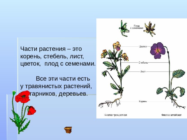 Части растения – это корень , стебель, лист, цветок, плод с семенами.  Все эти части есть  у травянистых растений , кустарников, деревьев.