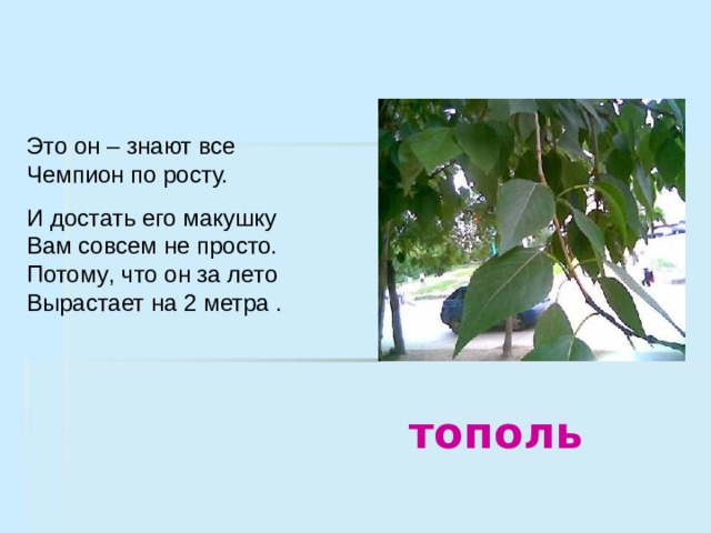 Это он – знают все Чемпион по росту. И достать его макушку Вам совсем не просто. Потому , что он за лето Вырастает на 2 метра . тополь