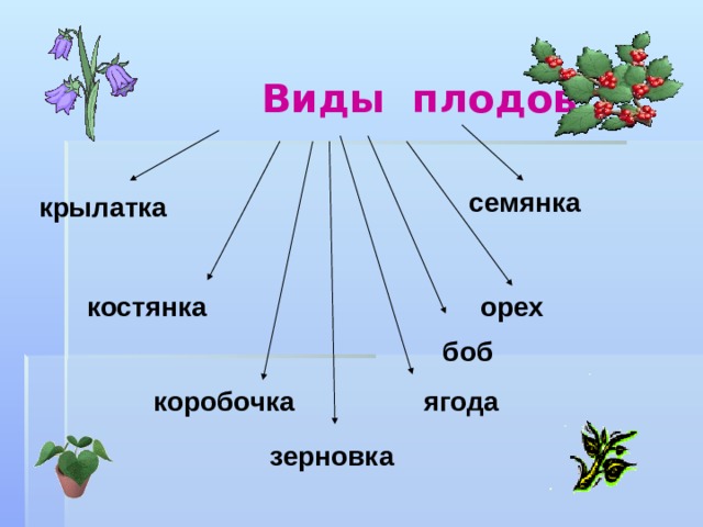 Виды плодов семянка крылатка орех костянка боб коробочка ягода зерновка