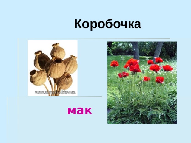 Коробочка  мак