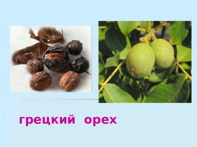 грецкий орех