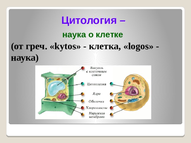 Цитология –  наука о клетке (от греч. «kytos» - клетка, «logos» - наука)