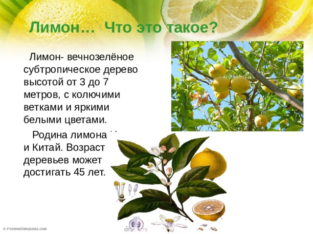 Лимон… Что это такое?  Лимон- вечнозелёное субтропическое дерево высотой от 3 до 7 метров, с колючими ветками и яркими белыми цветами.  Родина лимона Индия и Китай. Возраст деревьев может достигать 45 лет.
