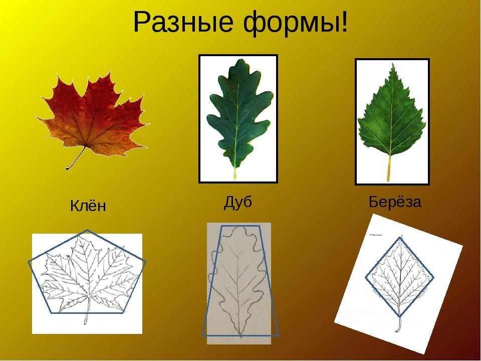 Изо 1 класс форма презентация. Листья деревьев. Листья разных деревьев. Листики разной формы. Осенние листья разной формы.
