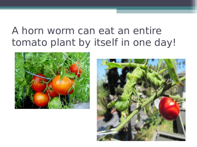 A horn worm can eat an entire tomato plant by itself in one day!