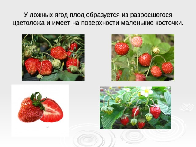 У ложных ягод плод образуется из разросшегося цветоложа и имеет на поверхности маленькие косточки.