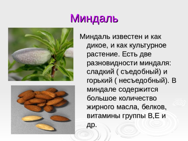 Миндаль Миндаль известен и как дикое, и как культурное растение. Есть две разновидности миндаля: сладкий ( съедобный) и горький ( несъедобный). В миндале содержится большое количество жирного масла, белков, витамины группы В,Е и др.