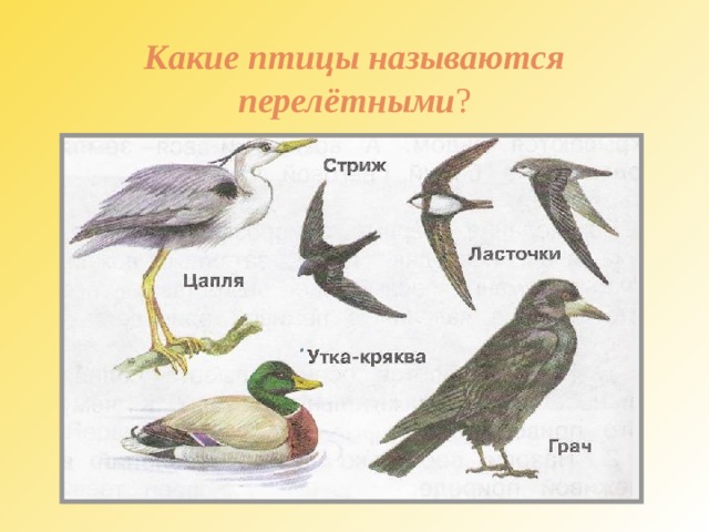 Какие птицы называются перелётными ?
