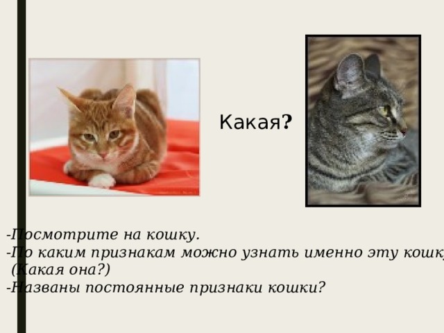 Назови постоянно. Кошка прилагательные. Кошка какая прилагательные. Прилагательные про кошечек. Кошачий прилагательное.