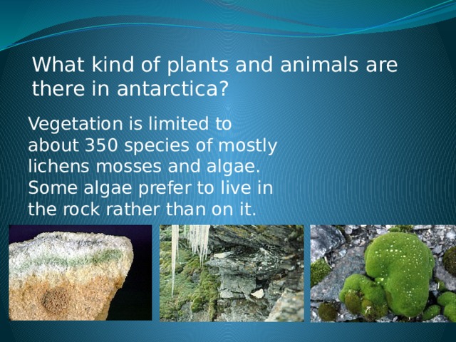 What kind of plants and animals are there in antarctica? Vegetation is limited to about 350 species of mostly lichens mosses and algae. Some algae prefer to live in the rock rather than on it.