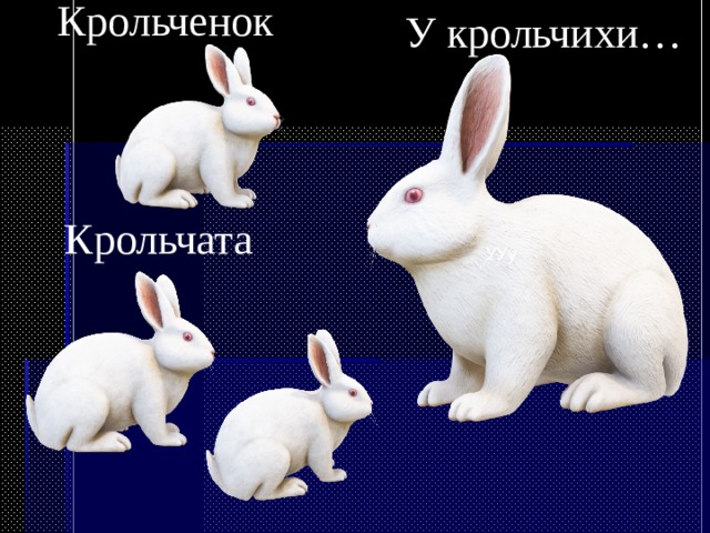 Крольченок У крольчихи… Крольчата УУу