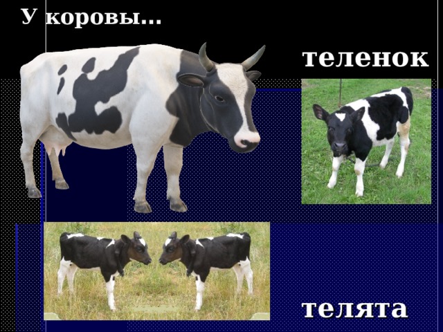 У  коровы … теленок телята
