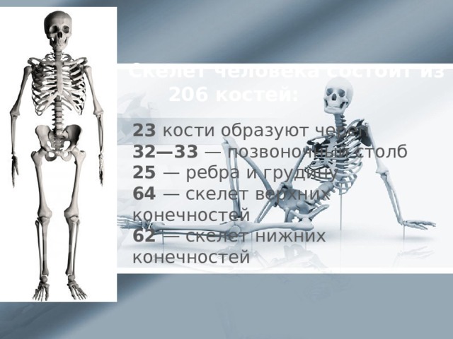 Скелет человека состоит из  206 костей:    23 кости образуют череп 32—33  — позвоночный столб 25  — ребра и грудину 64  — скелет верхних конечностей 62  — скелет нижних конечностей