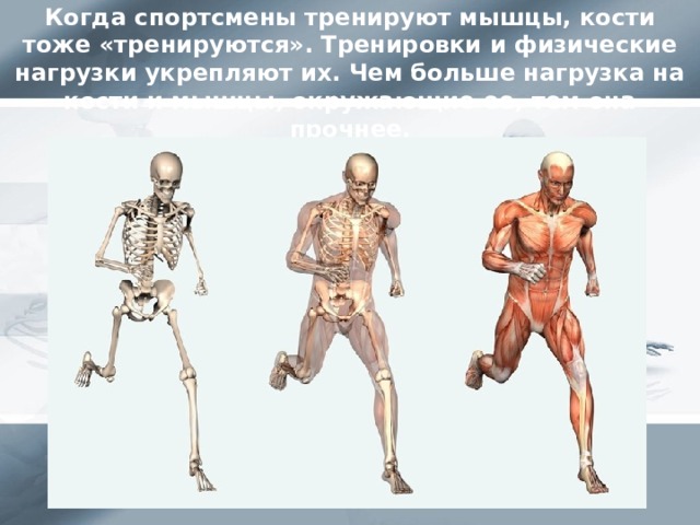 Когда спортсмены тренируют мышцы, кости тоже «тренируются». Тренировки и физические нагрузки укрепляют их. Чем больше нагрузка на кости и мышцы, окружающие ее, тем она прочнее.