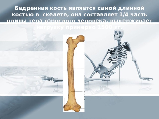 Удлиненная кость. Бедренная кость на скелете. Бедренная кость на скелете человека. Длинные кости скелета человека. Самая длинная кость скелета.