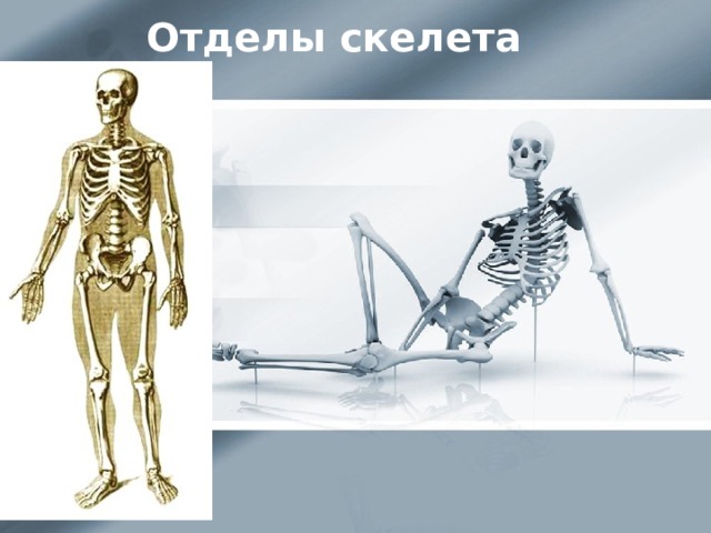 Скелет человека Скелет Отделы скелета Скелет Скелет туловища Скелет