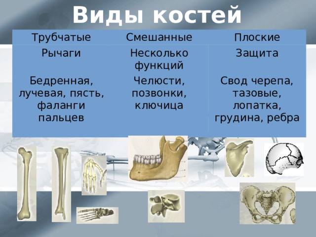 Плоские кости скелета человека. Трубчатые кости и губчатые кости. Ключица губчатая кость. Типы костей губчатые трубчатые. Трубчатые и губчатые кости таблица.