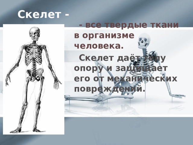 Скелет -  - все твердые ткани в организме человека.  Скелет даёт телу опору и защищает его от механических повреждений.