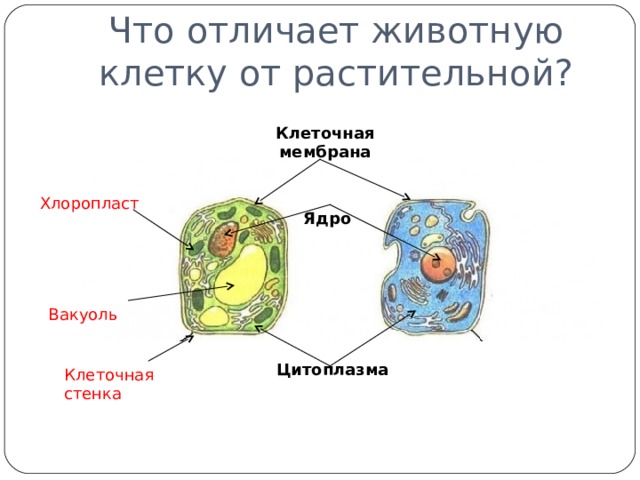 Что отличает животную клетку от растительной? Клеточная мембрана Хлоропласт Ядро Вакуоль Цитоплазма  Клеточная стенка
